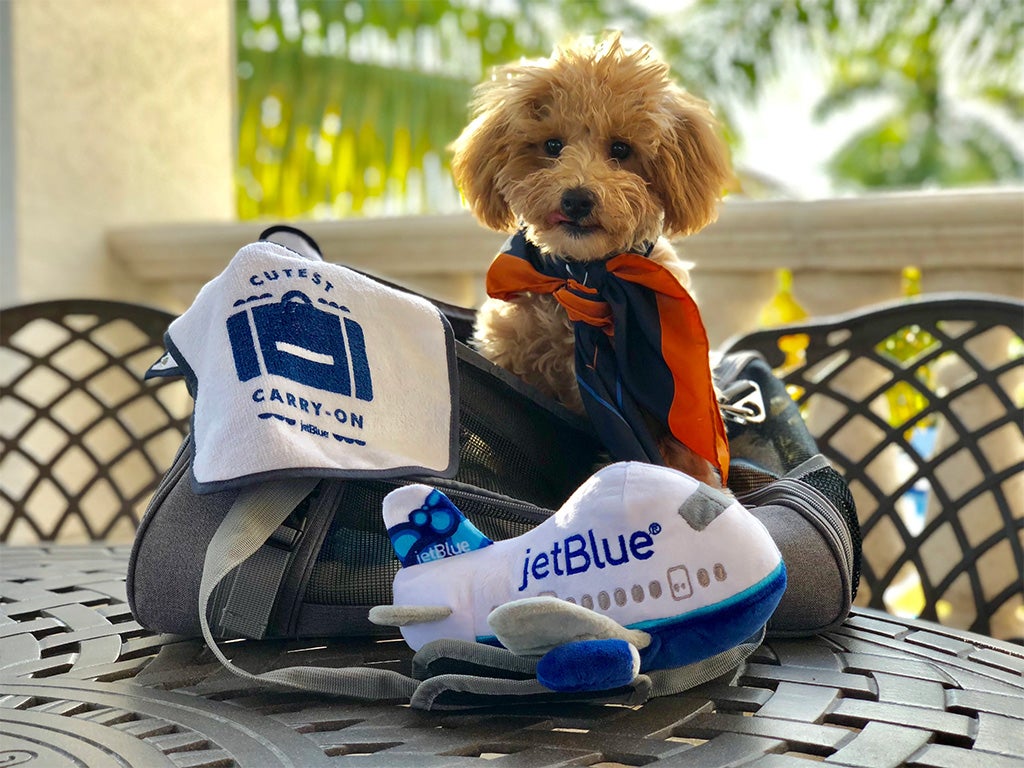 How Much Does It Cost to Travel With a Dog: Ultimate Budget Guide